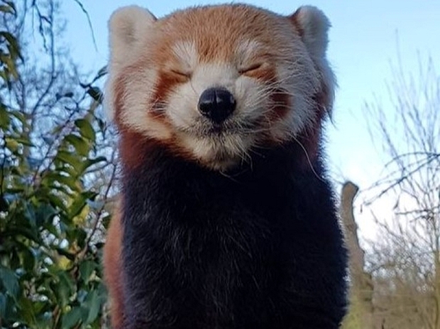 Гималайская панда Firefox