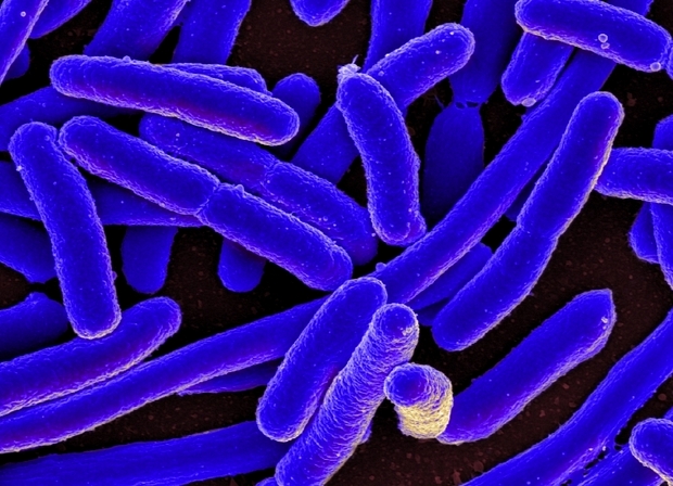 Бактерии E.Coli