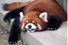 Красная панда или Firefox